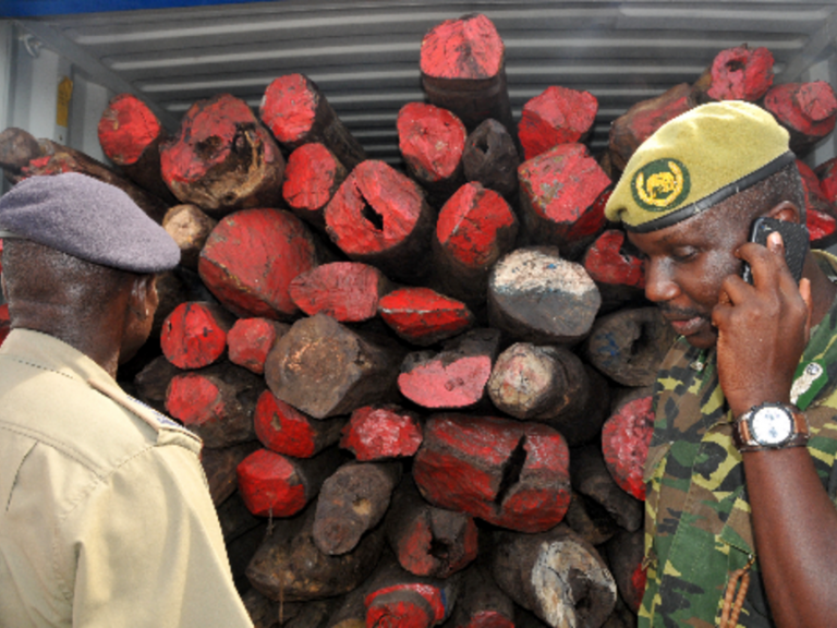 Mombasa, sequestrati 34 container in transito per Hong Kong carichi di palissandro