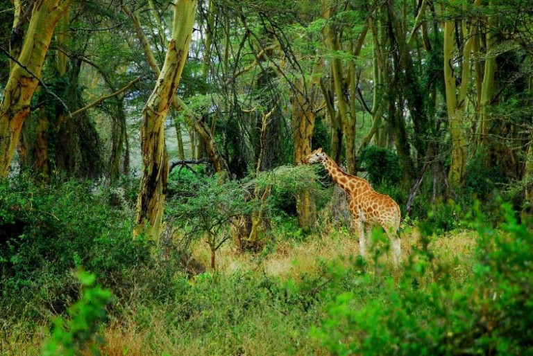 Con 5,6 milioni di alberi abbattuti ogni giorno, il Kenya corre verso la desertificazione