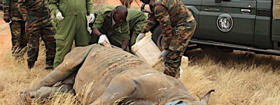 Cura del rinoceronte attaccato dai leoni (Courtesy Kenya Wildlife Service)