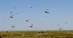 Locuste in volo. Il sovrannumero di questi insetti è dovuto ai cambiamenti climatici