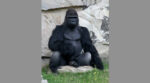 gorilla di pianura