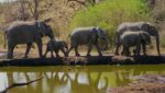 Kafue-national-park-elephants