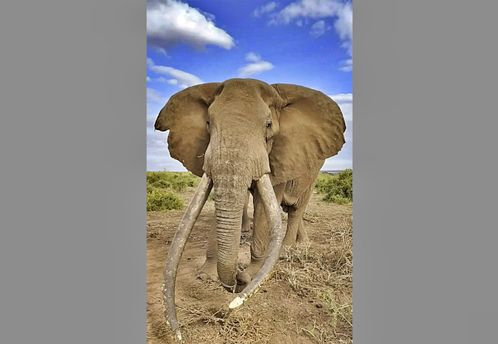 elefante Super tusker del Parco nazionale di Amboseli