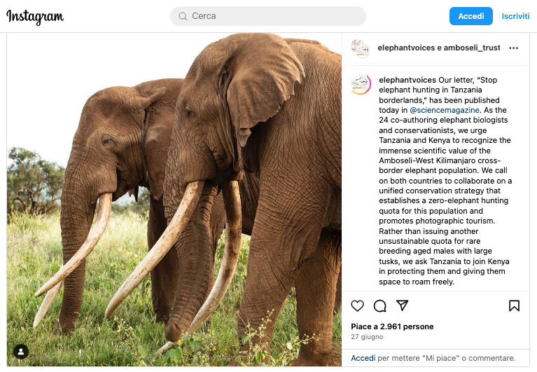 elefanti super tusker Instagram